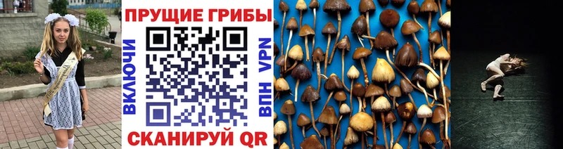 Купить где  Шилка  Псилоцибиновые грибы ЛСД 